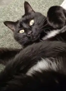 Mitzulica, le chat noir mascotte d’OLIREM TRANSPORT